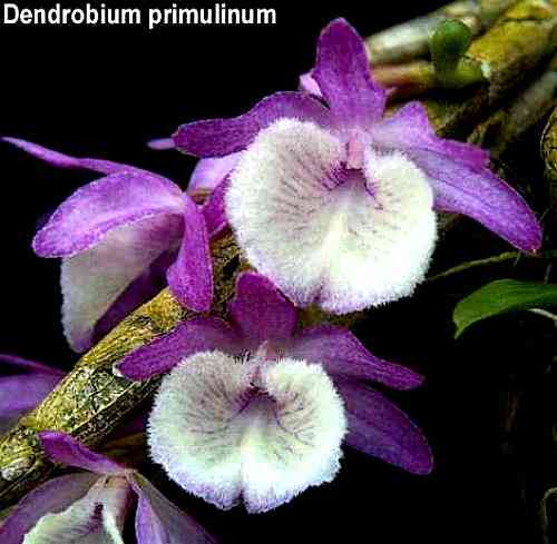 Dendrobium primulinum